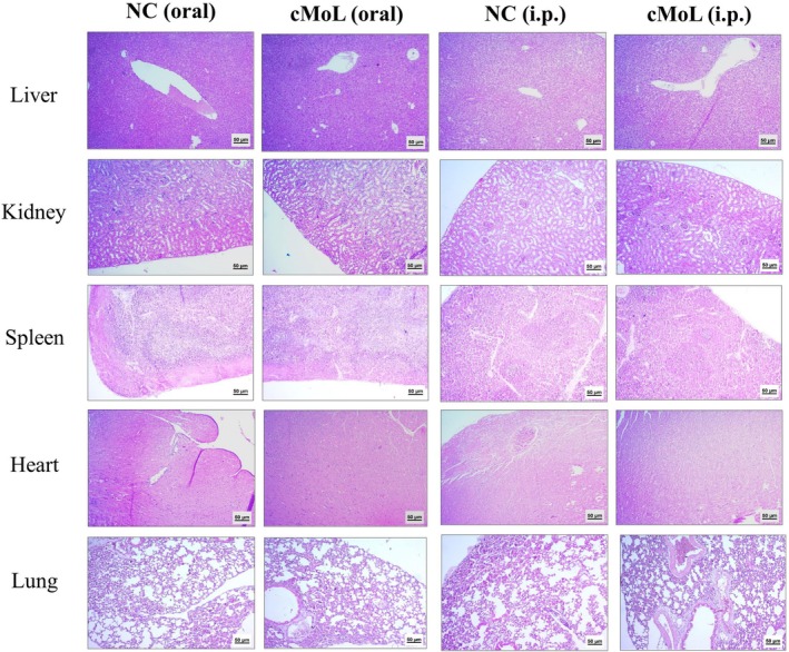 FIGURE 4