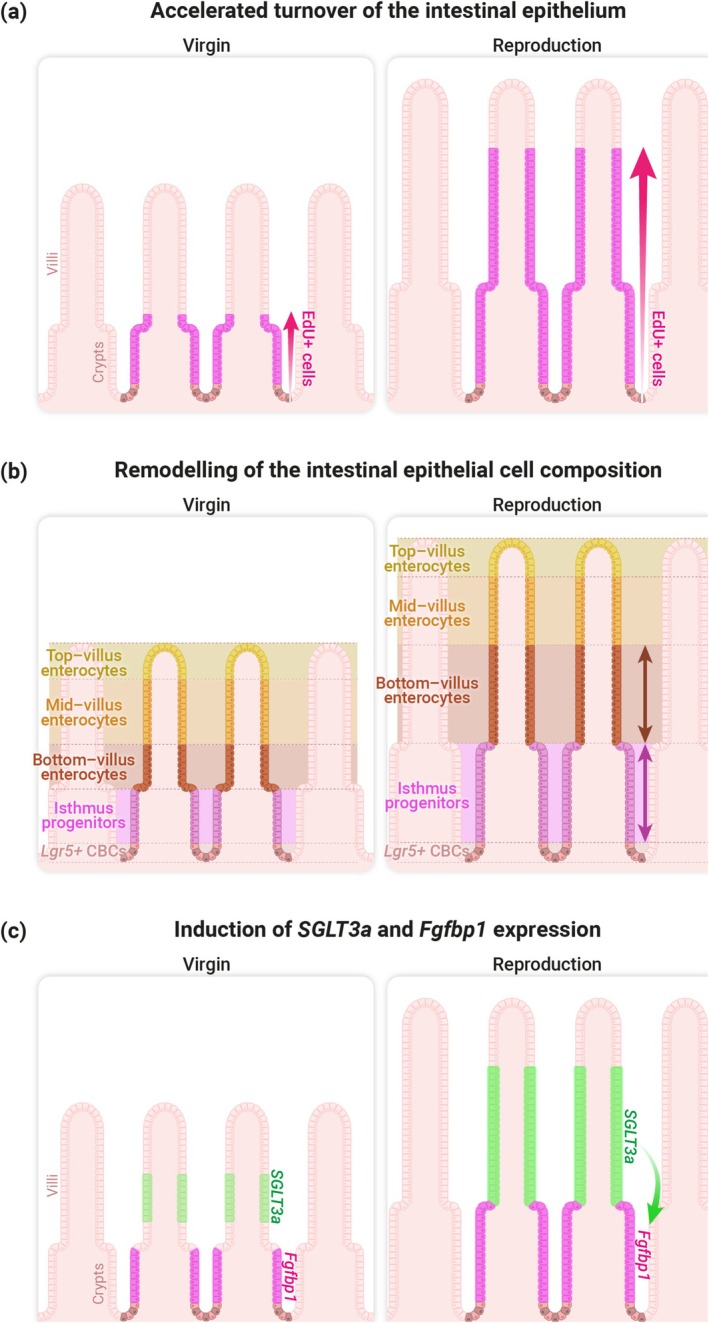 FIGURE 3
