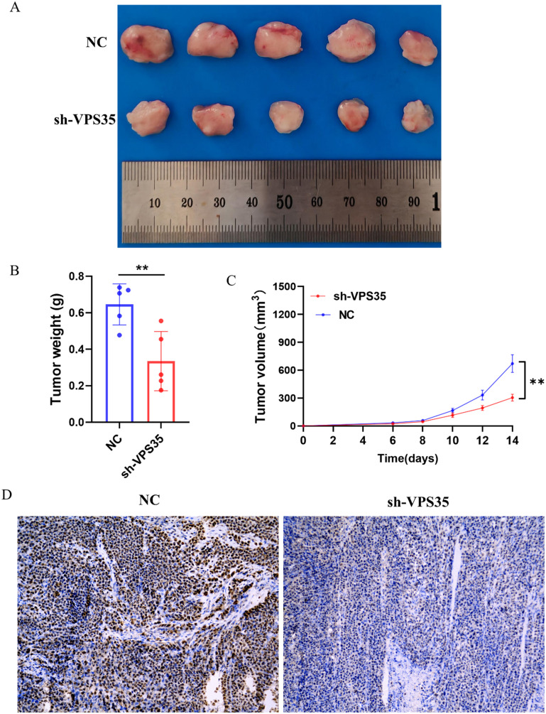Fig. 15