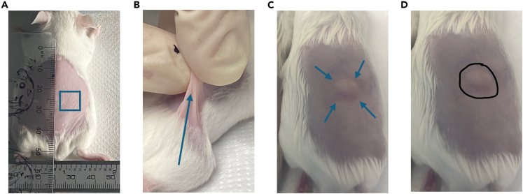 Figure 4