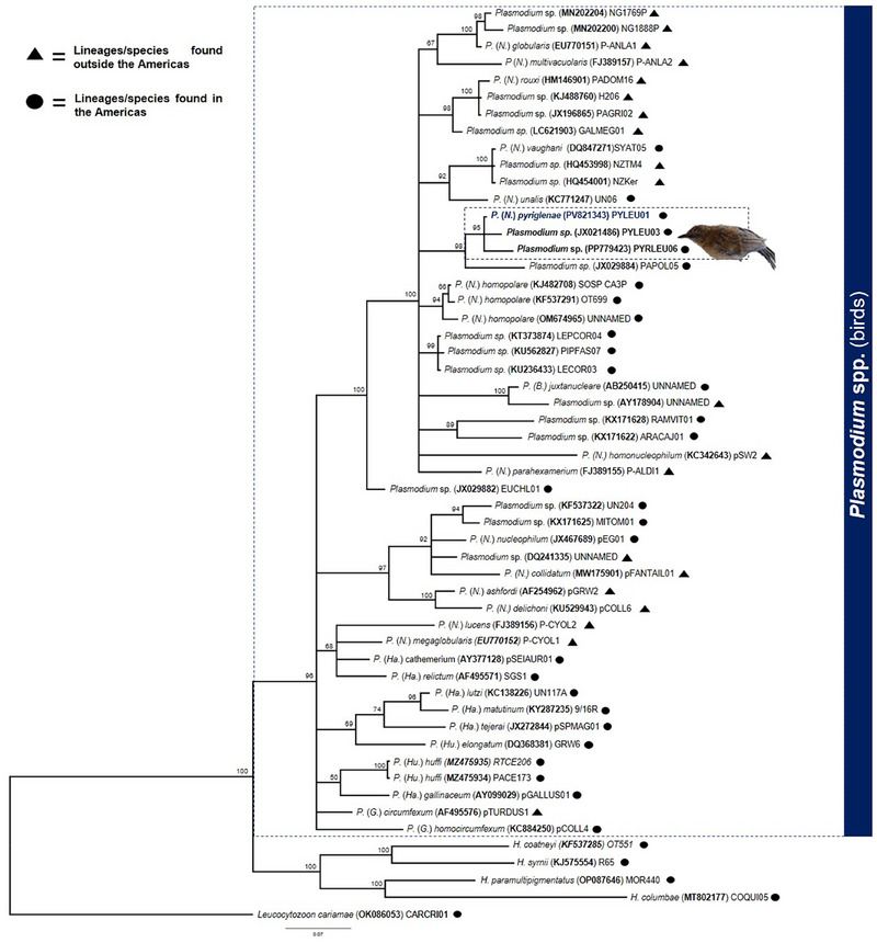 FIGURE 4