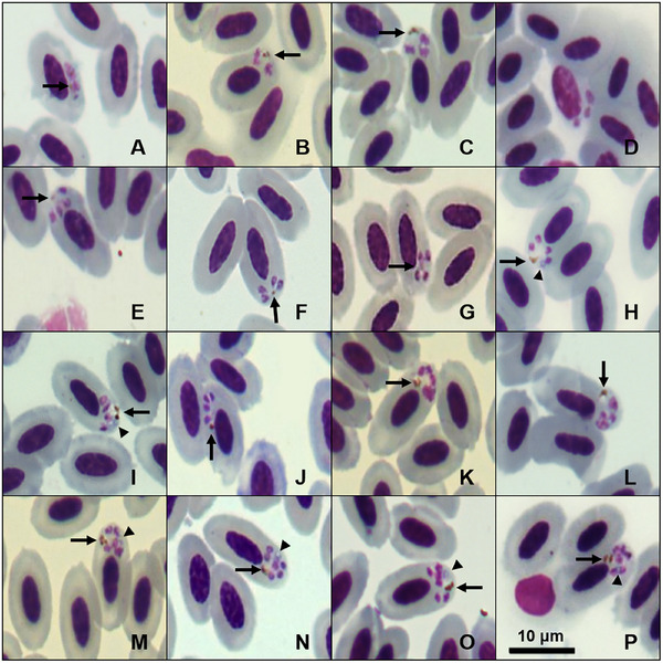 FIGURE 2
