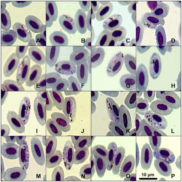 FIGURE 3