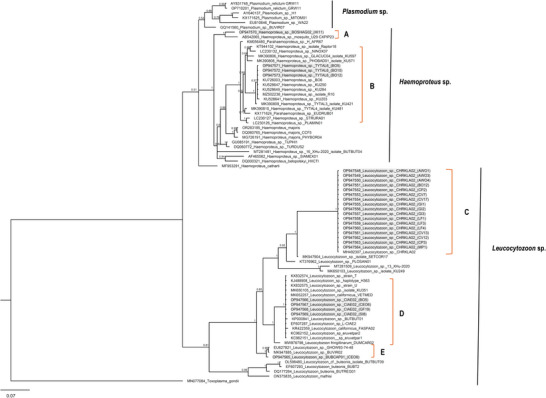 FIGURE 1