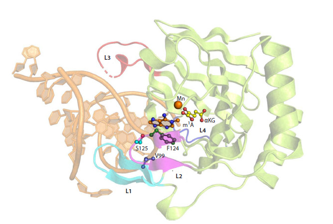 Fig. 2