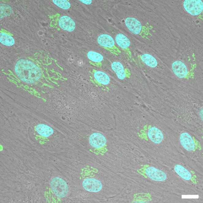 Figure 5
