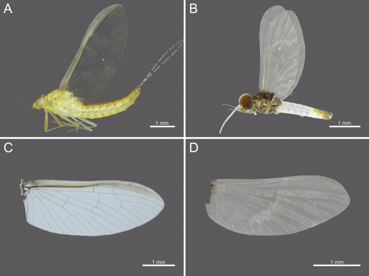 Figure 12