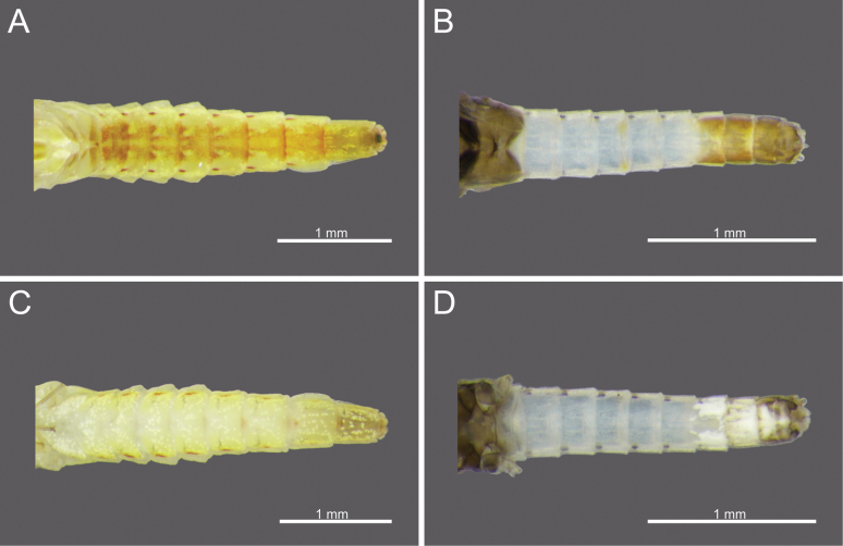 Figure 17