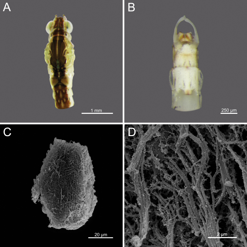 Figure 18