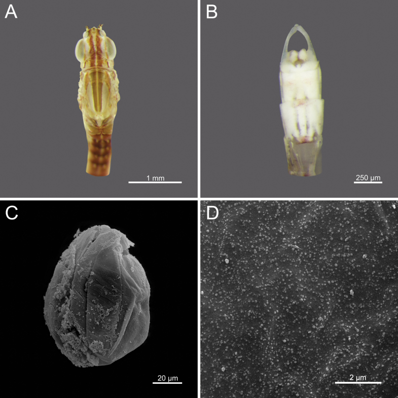 Figure 21