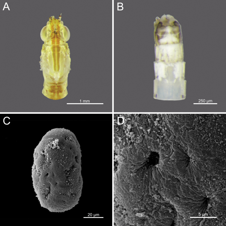 Figure 26