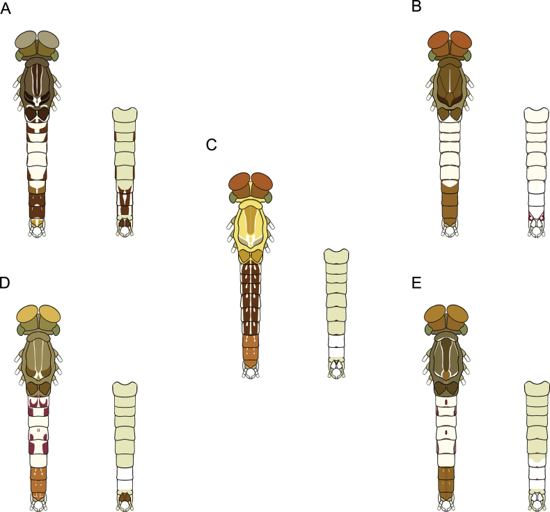 Figure 29