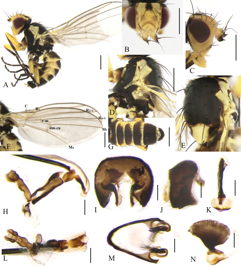 Figure 2