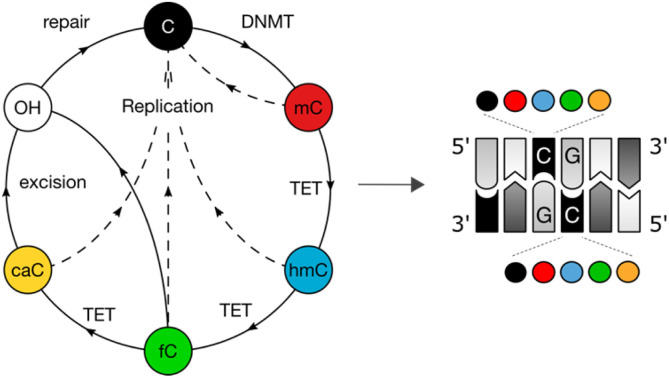 Figure 7