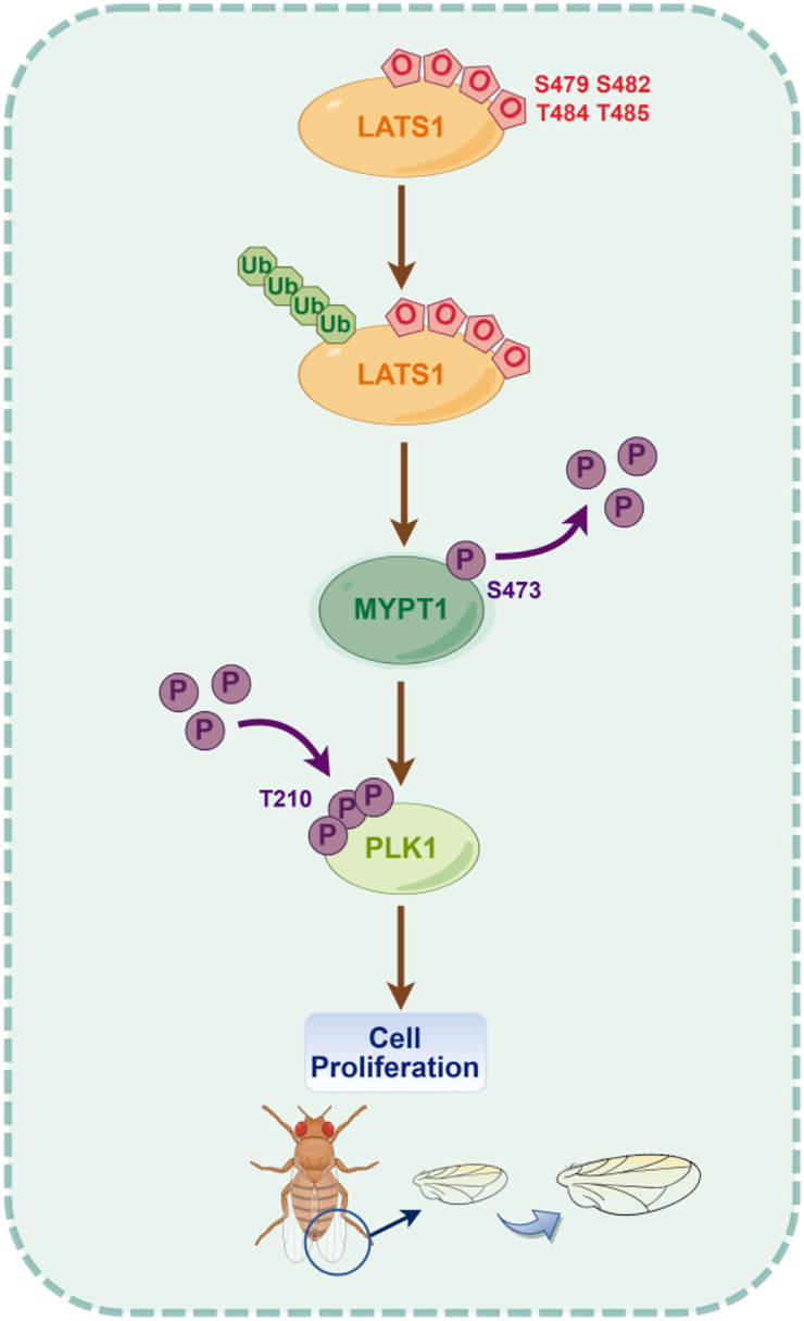 Figure 7