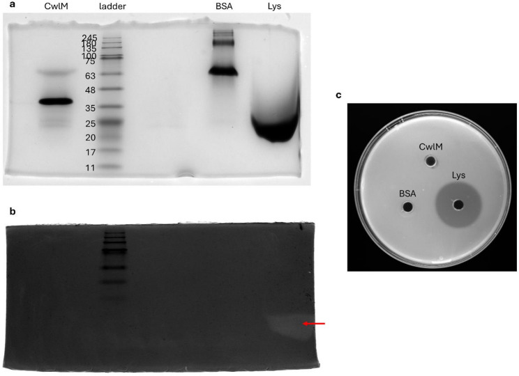 Figure 6