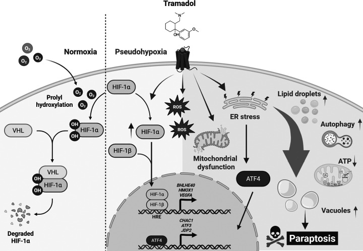 Figure 20