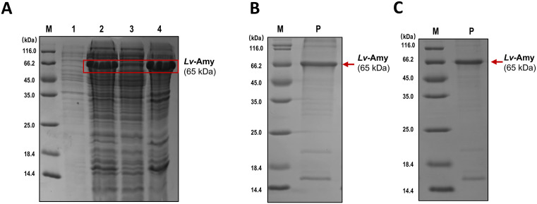 Fig 5