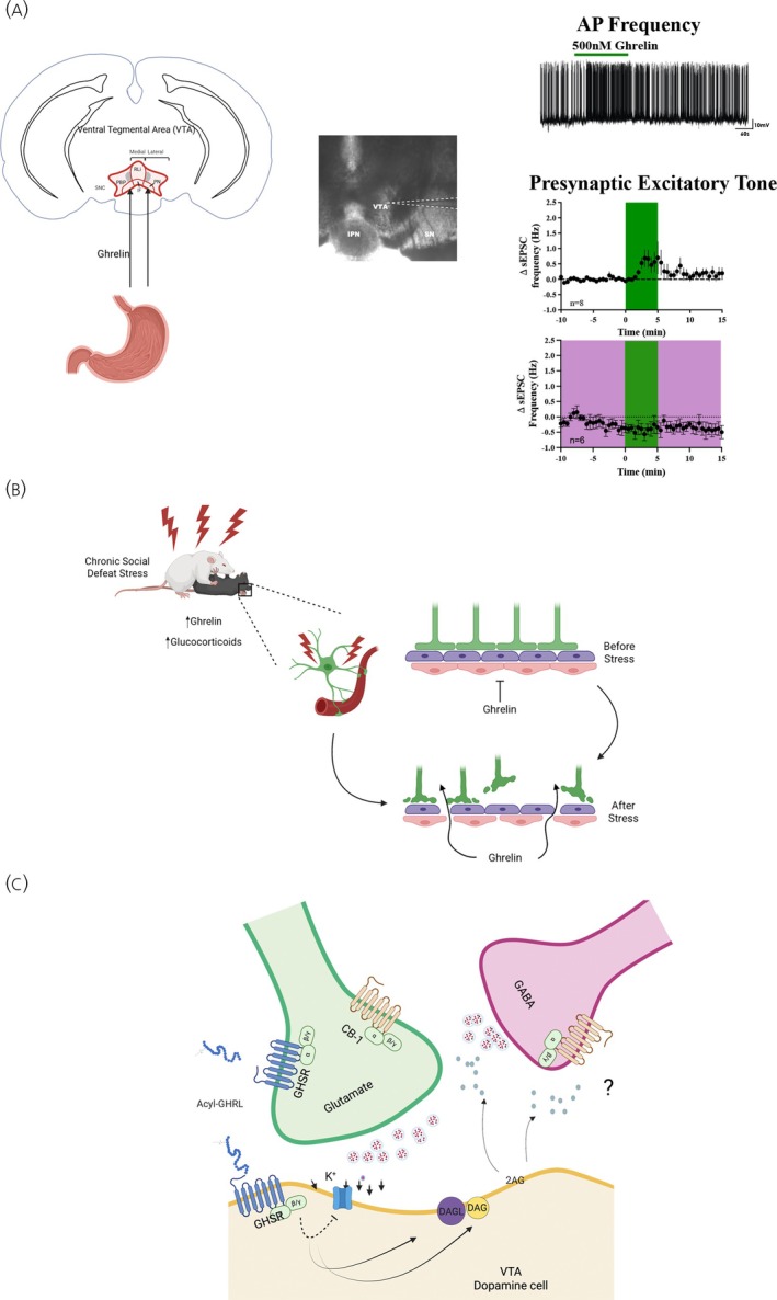 FIGURE 2