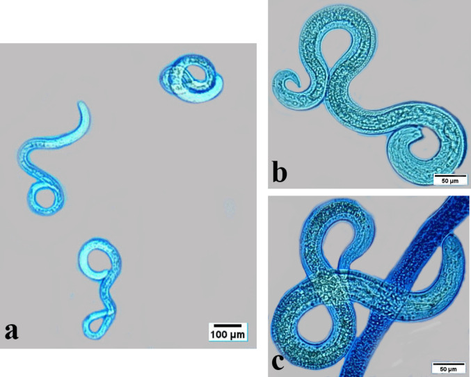 Figure 8
