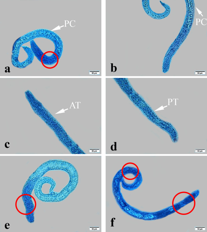 Figure 9