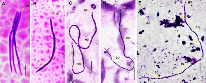 FIGURE 2