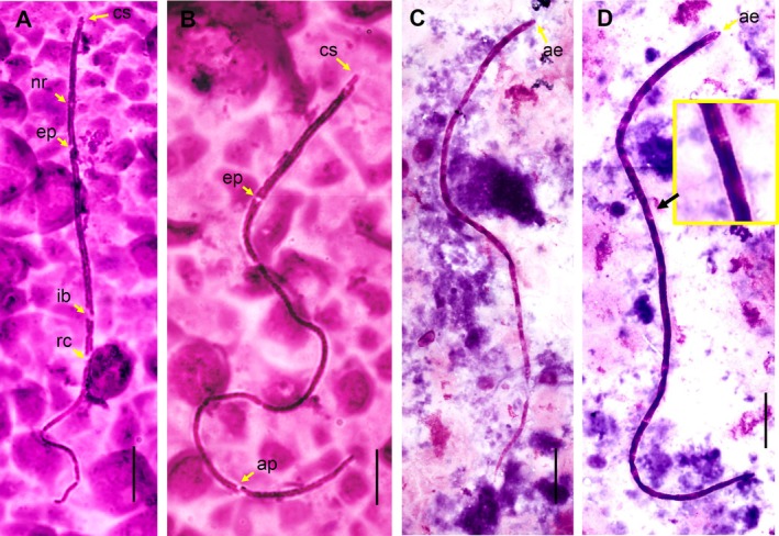 FIGURE 3