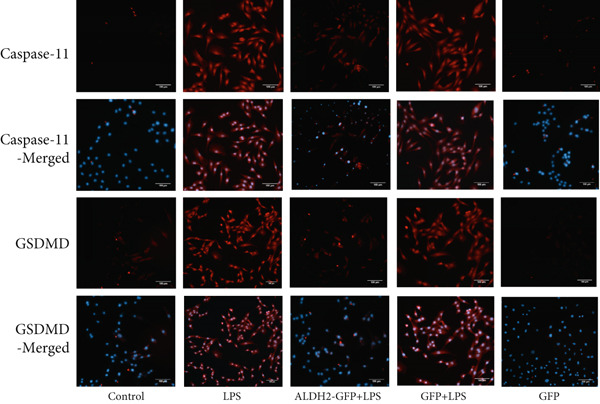 Figure 29