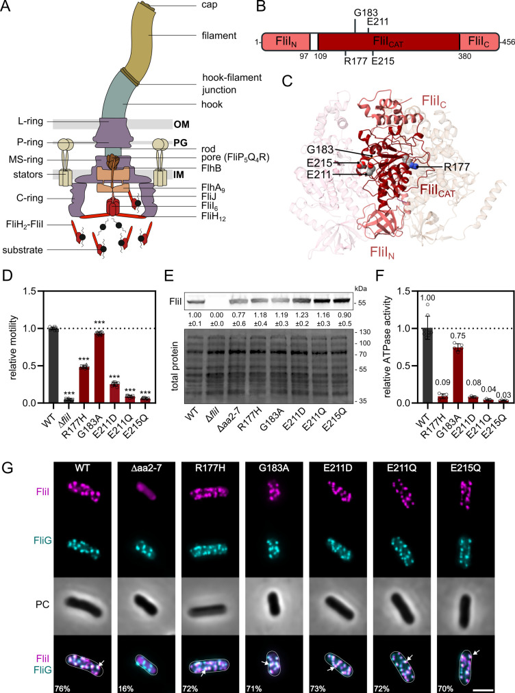 Fig 1