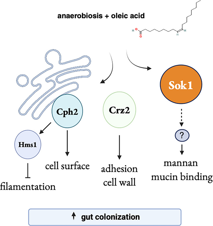 Fig 7
