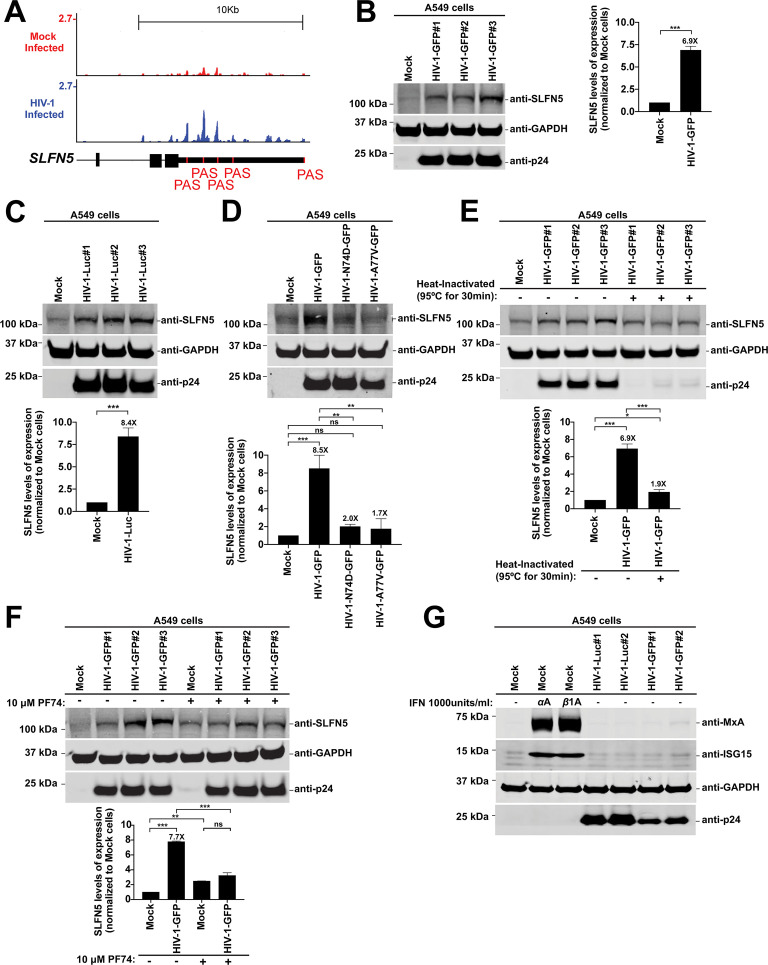 Fig 4