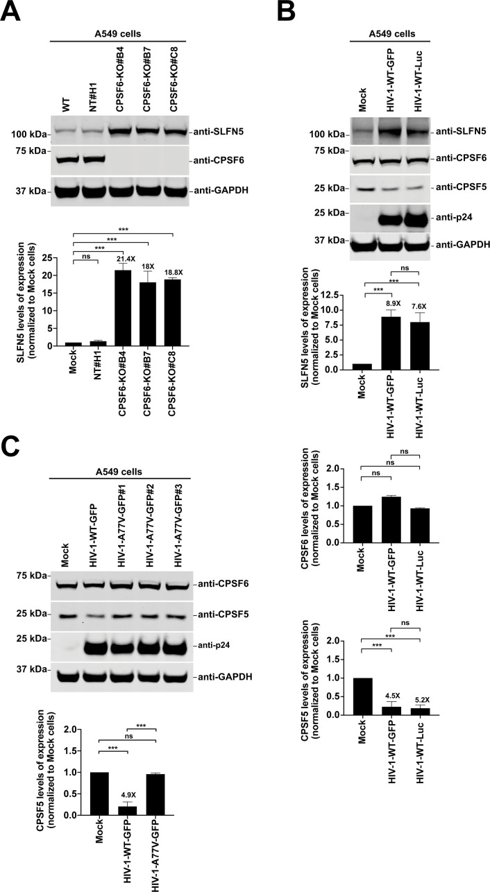 Fig 6