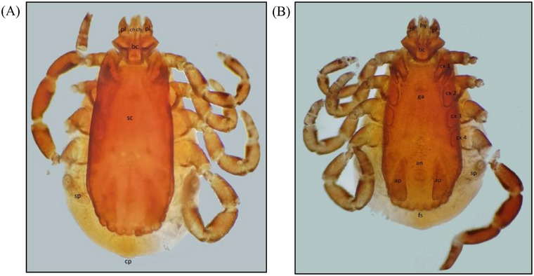 FIGURE 3