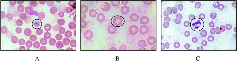 FIGURE 2