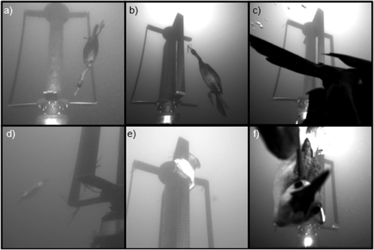 Fig 10