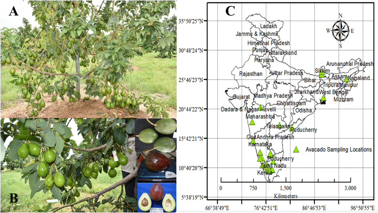 Fig 1