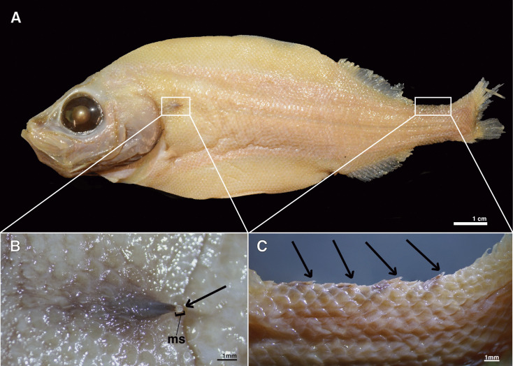 Fig 1
