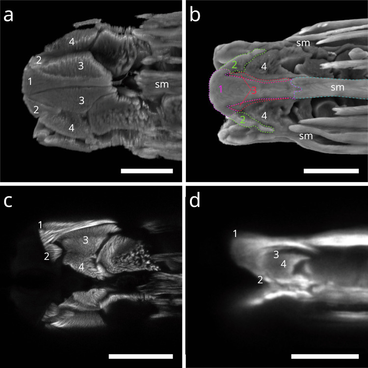 Figure 5