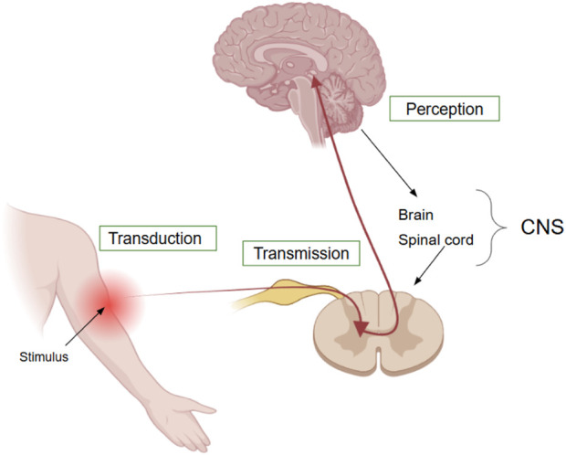 FIGURE 2