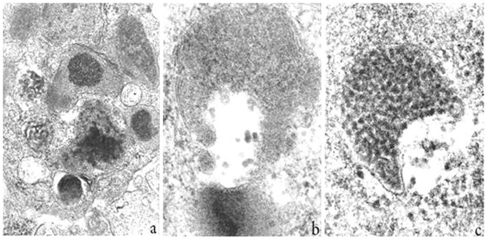 Figure 4