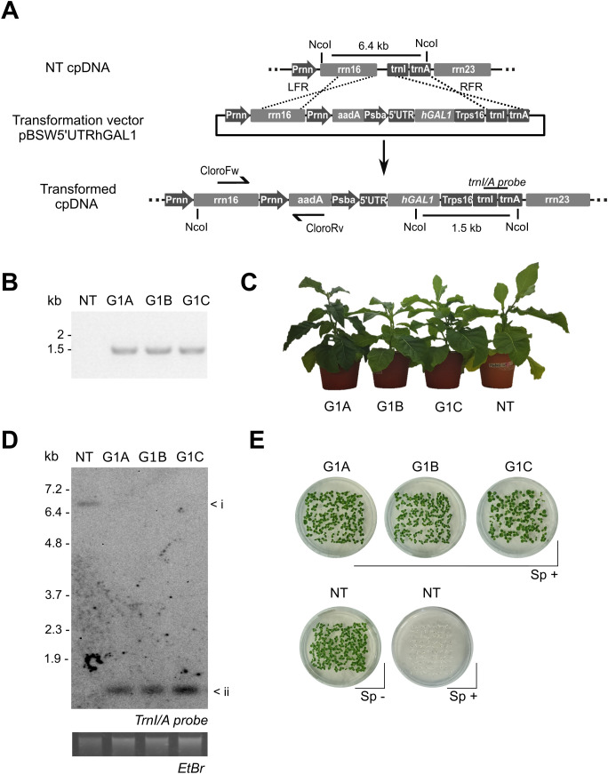 Figure 1