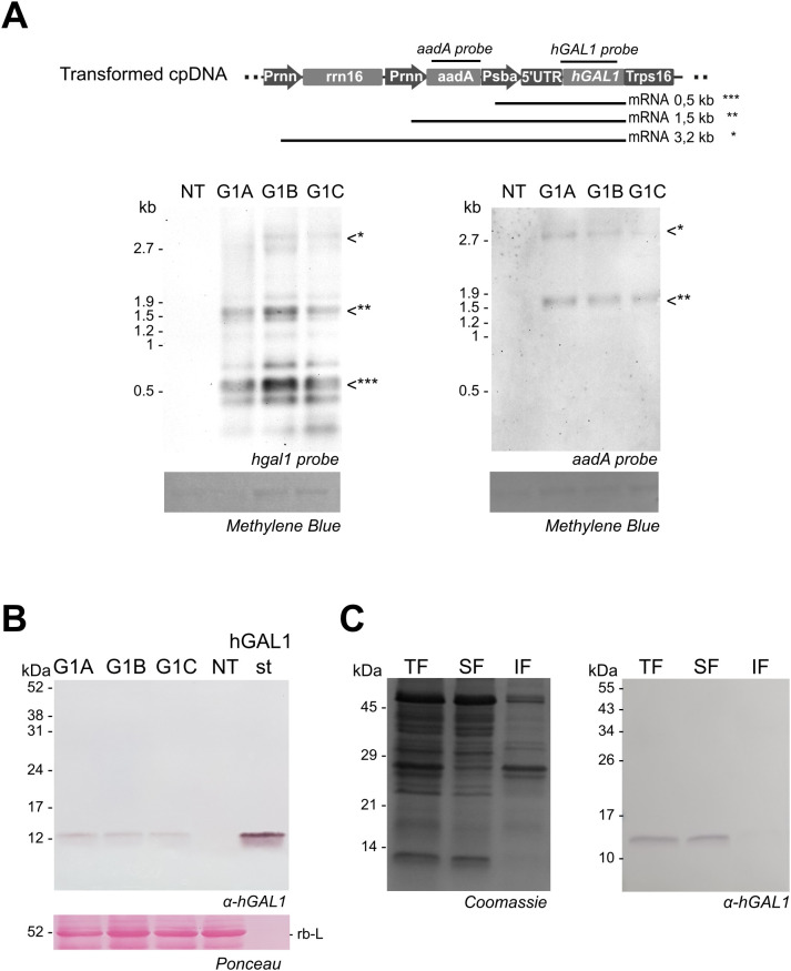 Figure 2