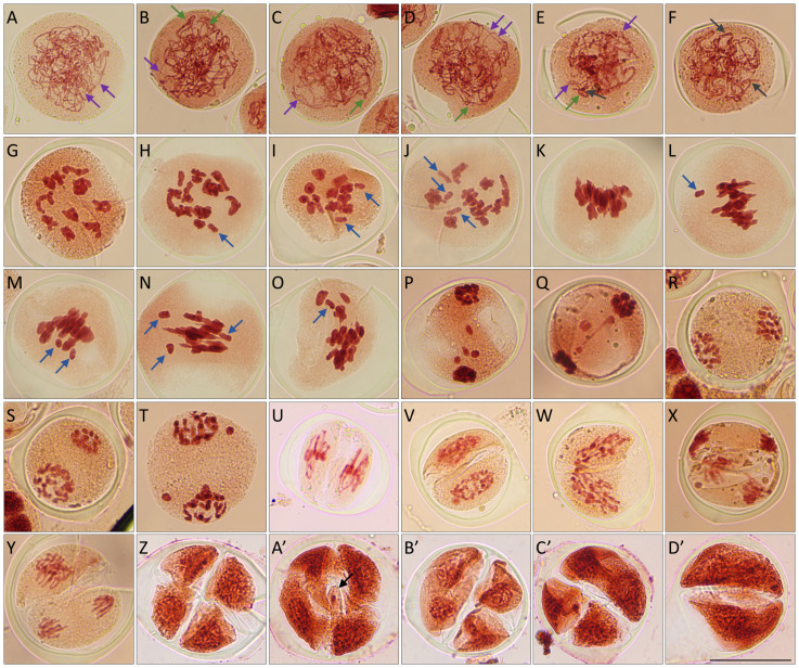 Figure 5