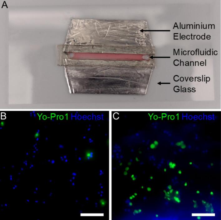 Figure 12
