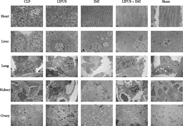 Figure 22