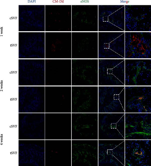 Figure 36