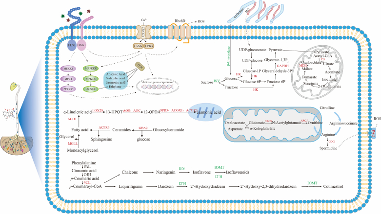 Figure 6