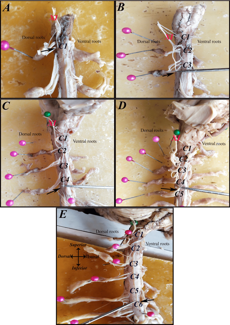 Figure 7