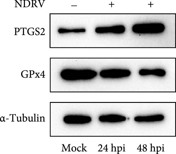 Figure 17