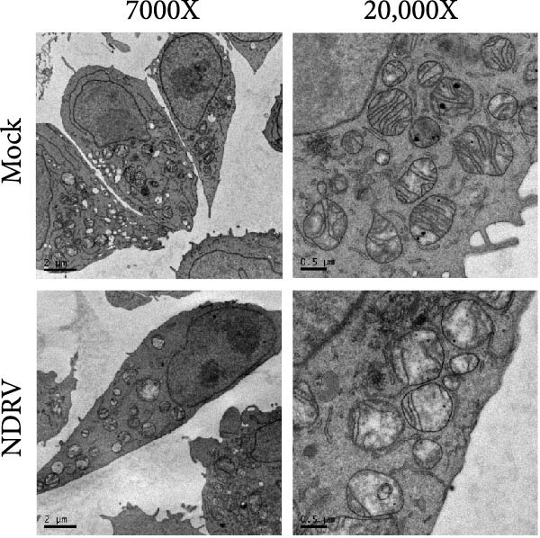 Figure 18